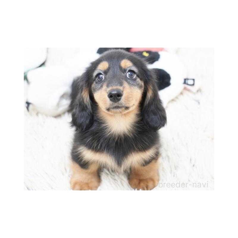 販売中の兵庫県のミニチュアダックスフンド(ロングヘアード)-415998の2枚目