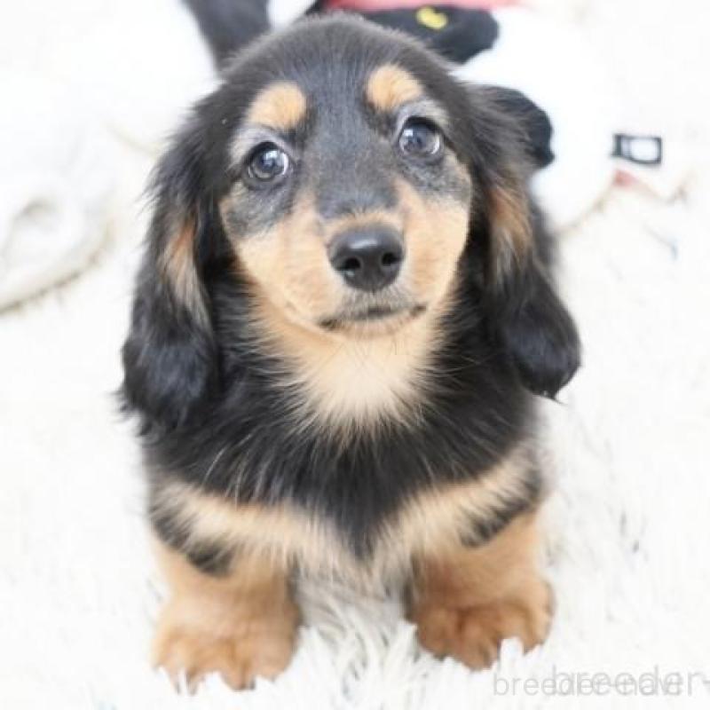 販売中の兵庫県のミニチュアダックスフンド(ロングヘアード)-415998