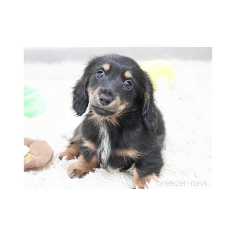 販売中の兵庫県のミニチュアダックスフンド(ロングヘアード)-416000の3枚目