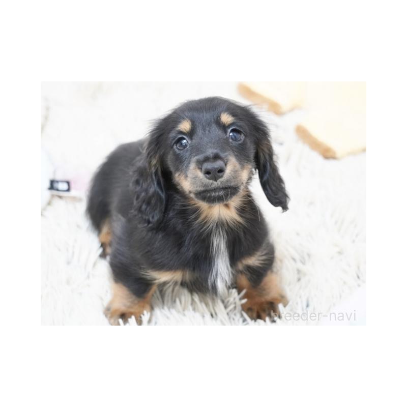 販売中の兵庫県のミニチュアダックスフンド(ロングヘアード)-416000の2枚目