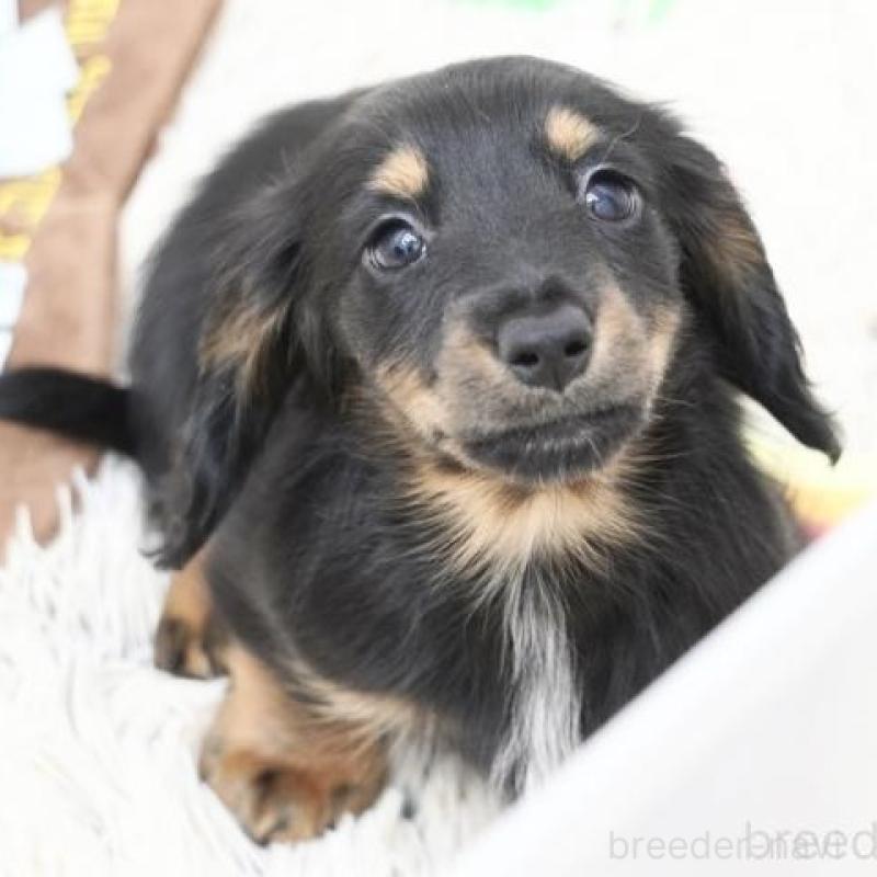 販売中の兵庫県のミニチュアダックスフンド(ロングヘアード)-416000