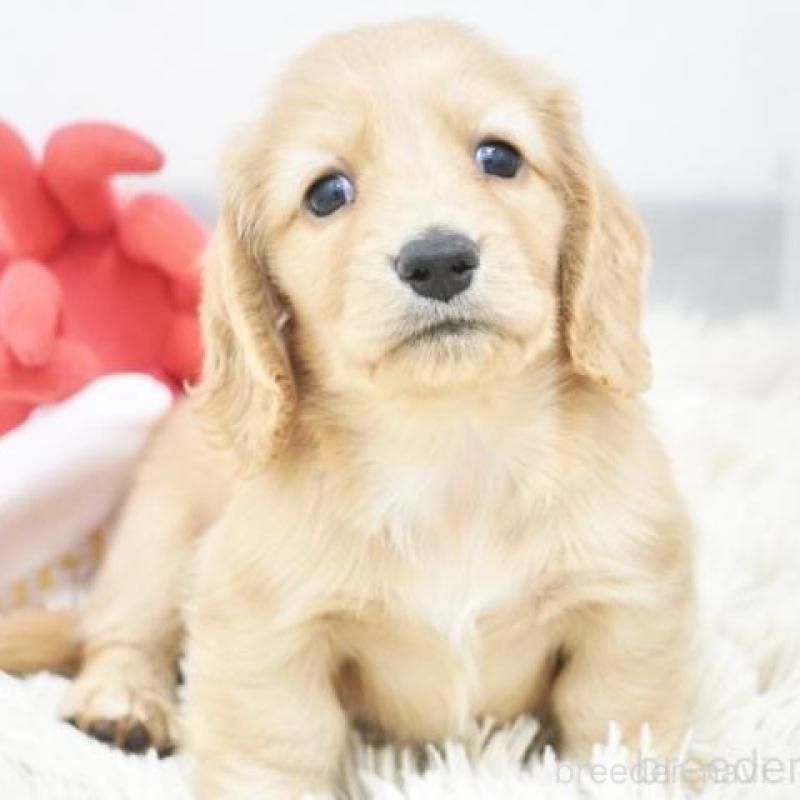 販売中の兵庫県のミニチュアダックスフンド(ロングヘアード)-420247