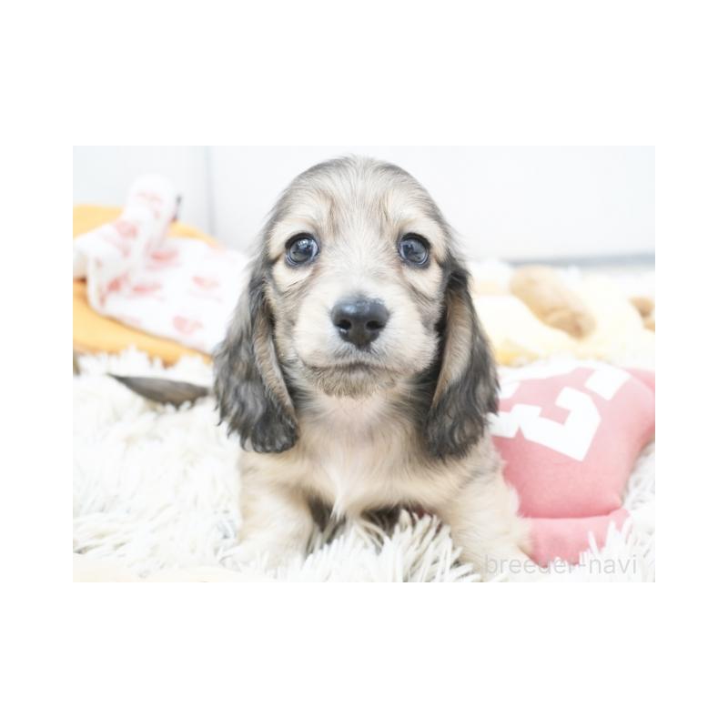 販売中の兵庫県のミニチュアダックスフンド(ロングヘアード)-420246の3枚目