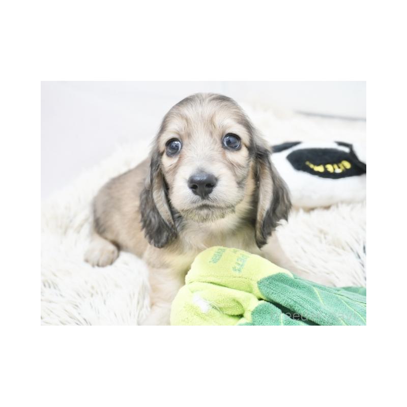 販売中の兵庫県のミニチュアダックスフンド(ロングヘアード)-420246の2枚目