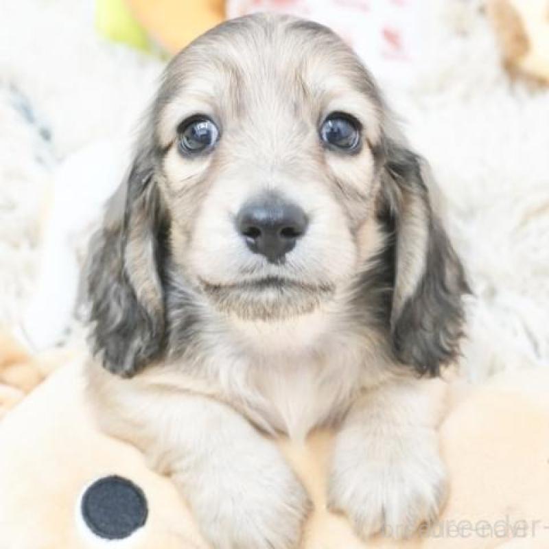 販売中の兵庫県のミニチュアダックスフンド(ロングヘアード)-420246