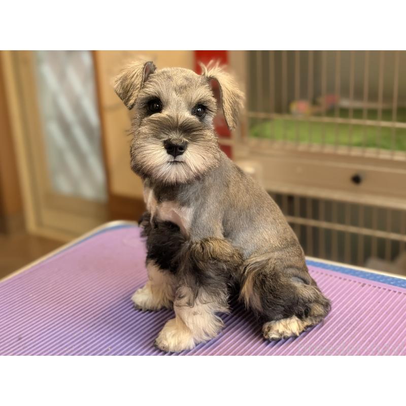 商談中の千葉県のミニチュアシュナウザー-412069の3枚目