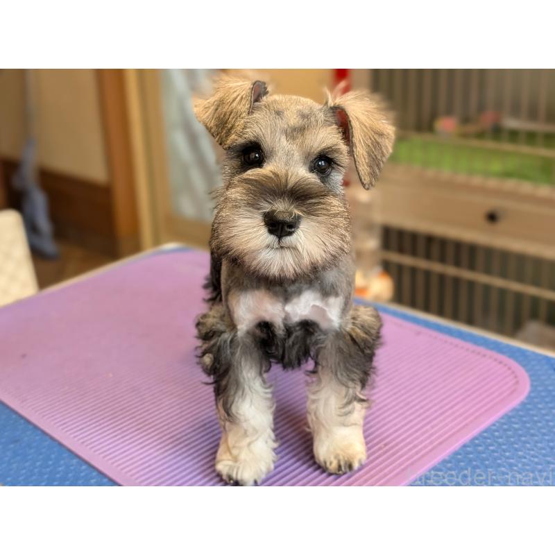 商談中の千葉県のミニチュアシュナウザー-412069の2枚目