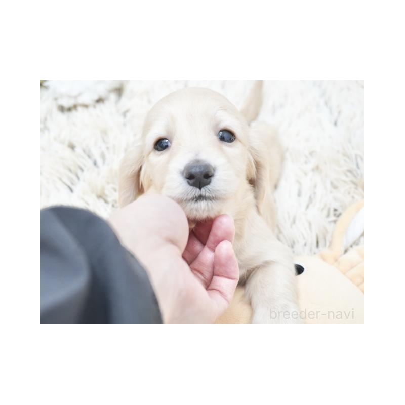 成約済の兵庫県のミニチュアダックスフンド(ロングヘアード)-420245の3枚目