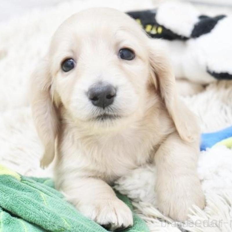 販売中の兵庫県のミニチュアダックスフンド(ロングヘアード)-420245