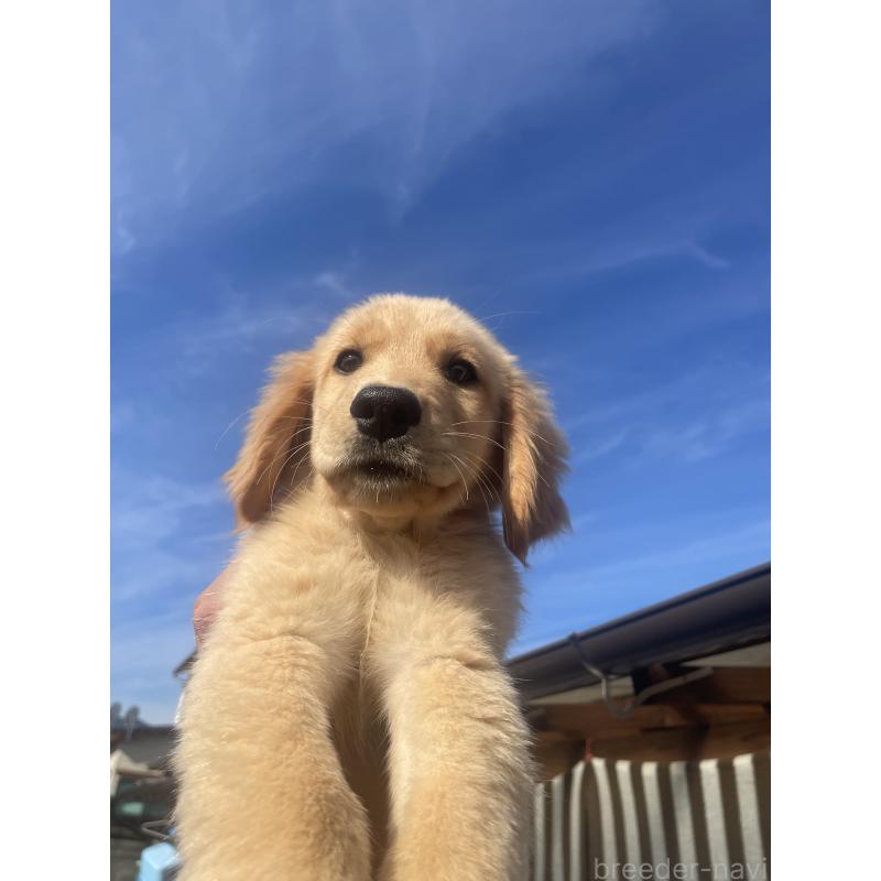 商談中の福岡県のゴールデンレトリーバー-417204の5枚目