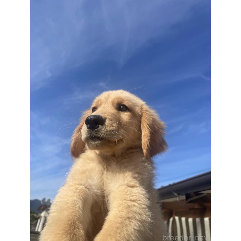 商談中の福岡県のゴールデンレトリーバー-417204の4枚目