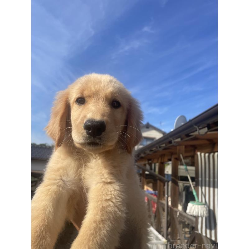 商談中の福岡県のゴールデンレトリーバー-417204の3枚目