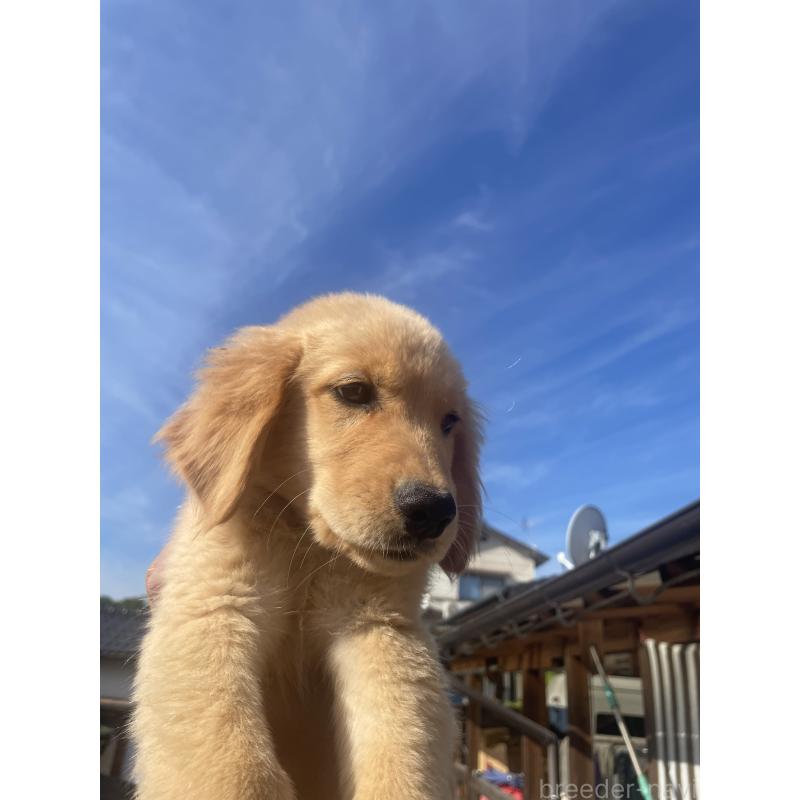 商談中の福岡県のゴールデンレトリーバー-417204の2枚目