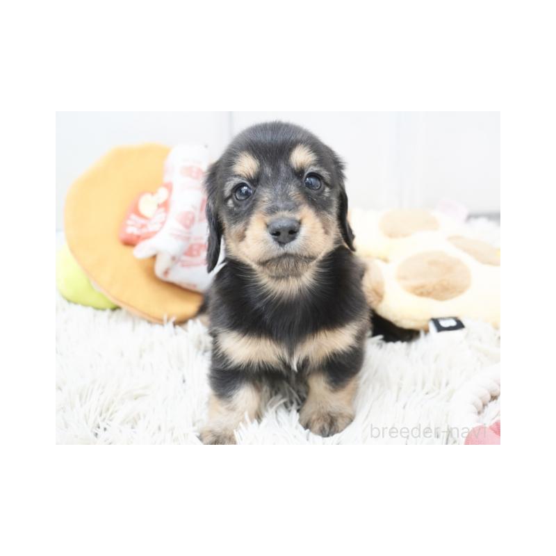 成約済の兵庫県のカニンヘンダックスフンド(ロングヘアード)-420244の2枚目