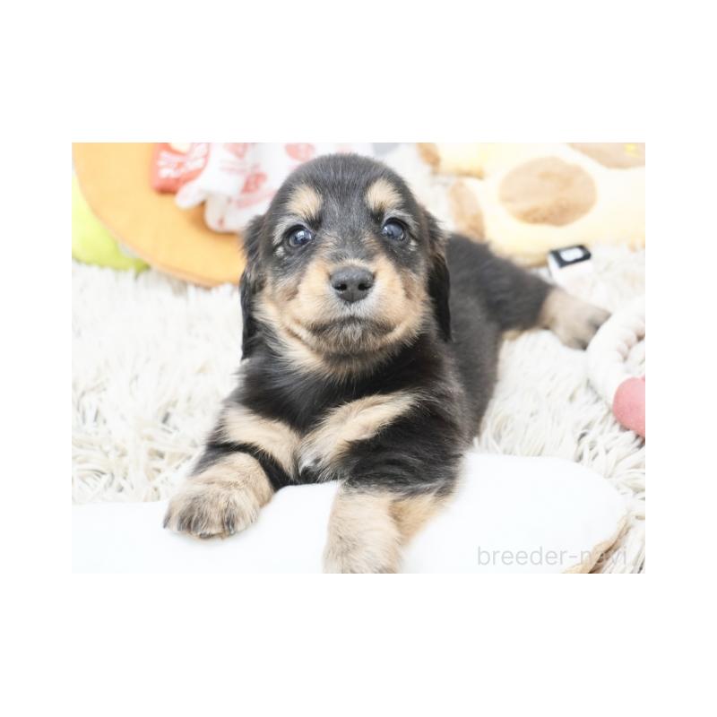 成約済の兵庫県のカニンヘンダックスフンド(ロングヘアード)-420244の3枚目