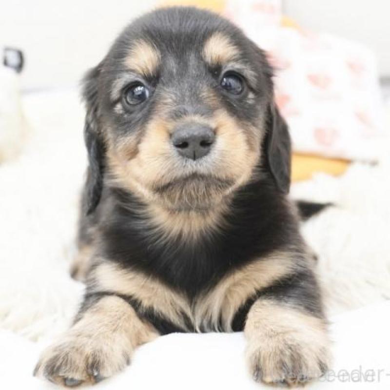 販売中の兵庫県のカニンヘンダックスフンド(ロングヘアード)-420244