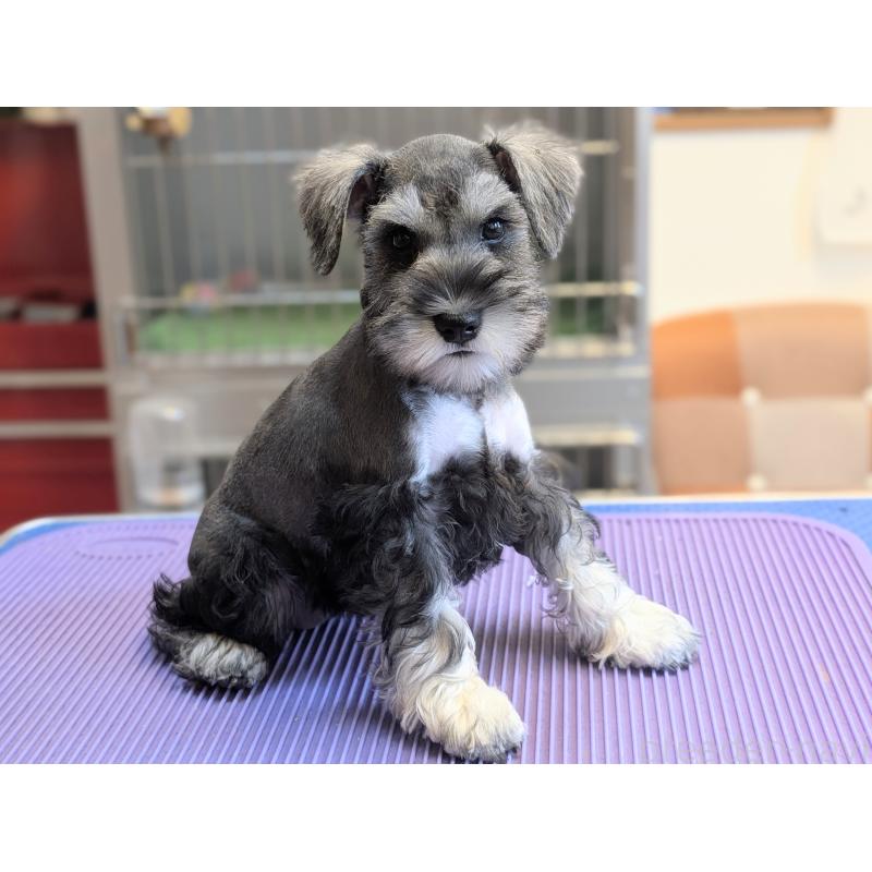 成約済の千葉県のミニチュアシュナウザー-412067の2枚目