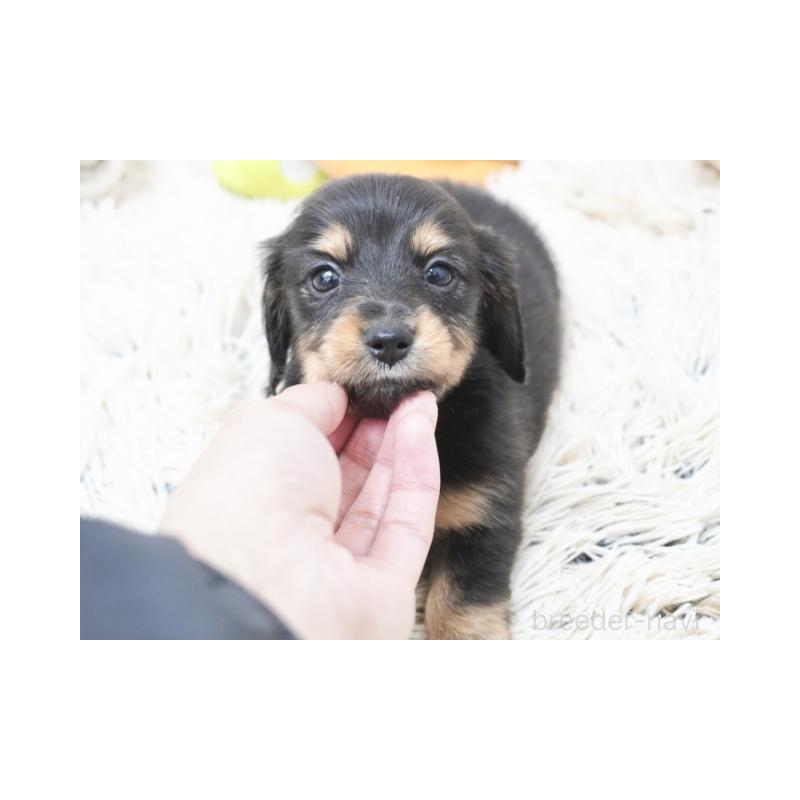 販売中の兵庫県のカニンヘンダックスフンド(ロングヘアード)-420242の3枚目