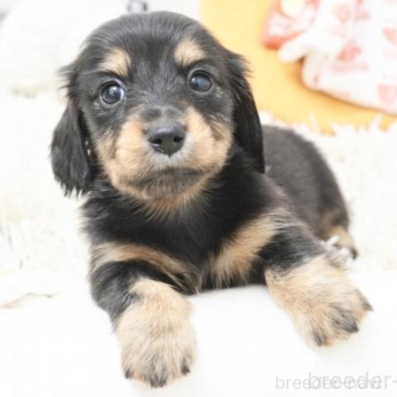 販売中の兵庫県のカニンヘンダックスフンド(ロングヘアード)-420242