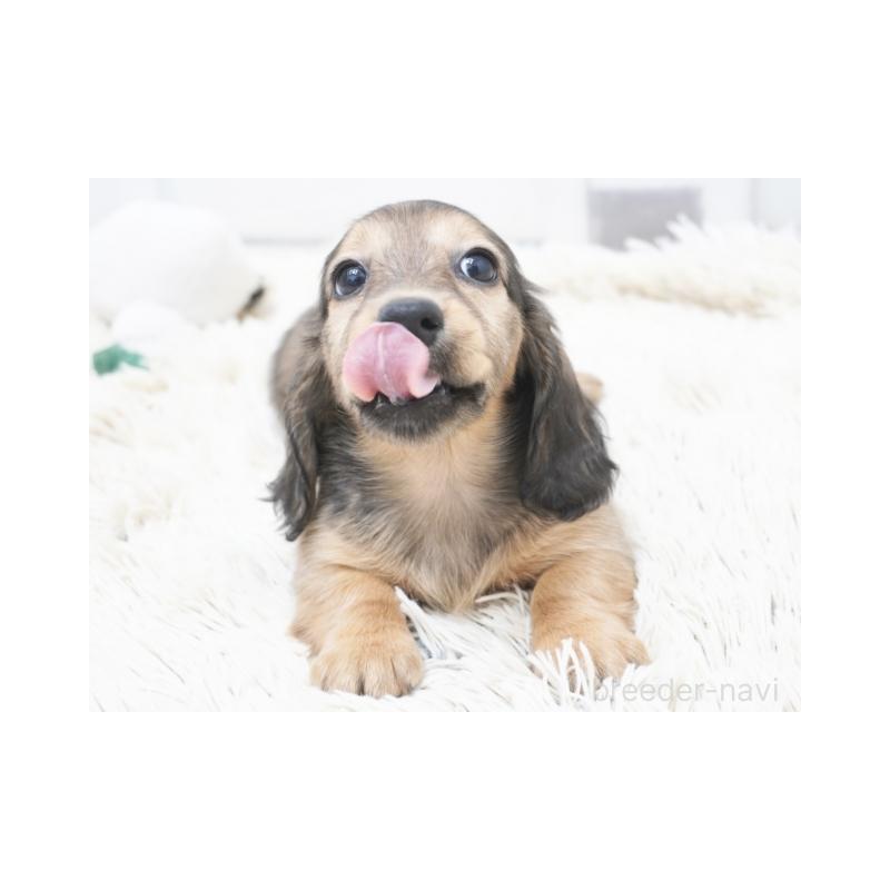 成約済の兵庫県のミニチュアダックスフンド(ロングヘアード)-420248の3枚目