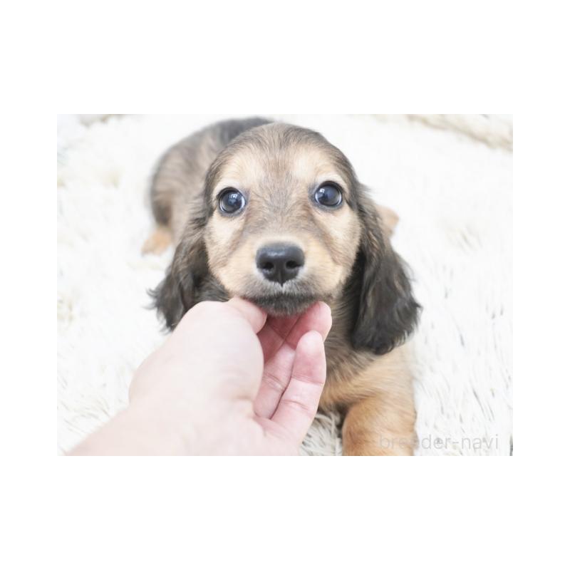 成約済の兵庫県のミニチュアダックスフンド(ロングヘアード)-420248の2枚目