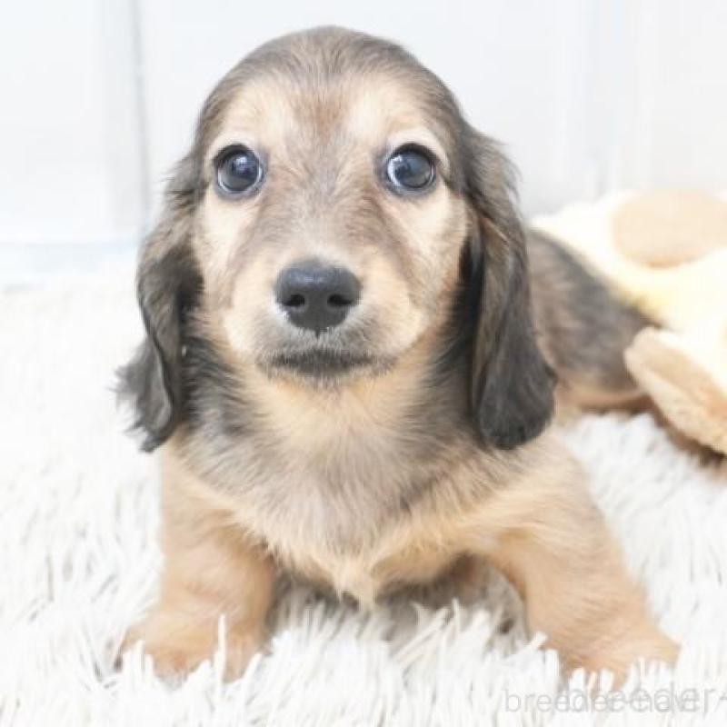 販売中の兵庫県のミニチュアダックスフンド(ロングヘアード)-420248