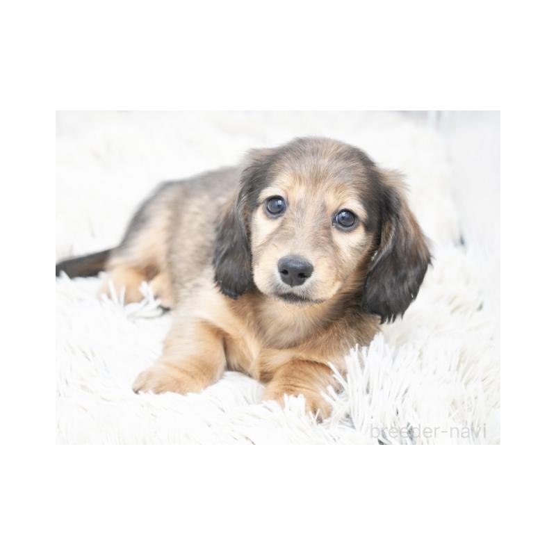 成約済の兵庫県のミニチュアダックスフンド(ロングヘアード)-420269の3枚目