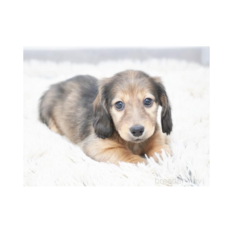 成約済の兵庫県のミニチュアダックスフンド(ロングヘアード)-420269の2枚目