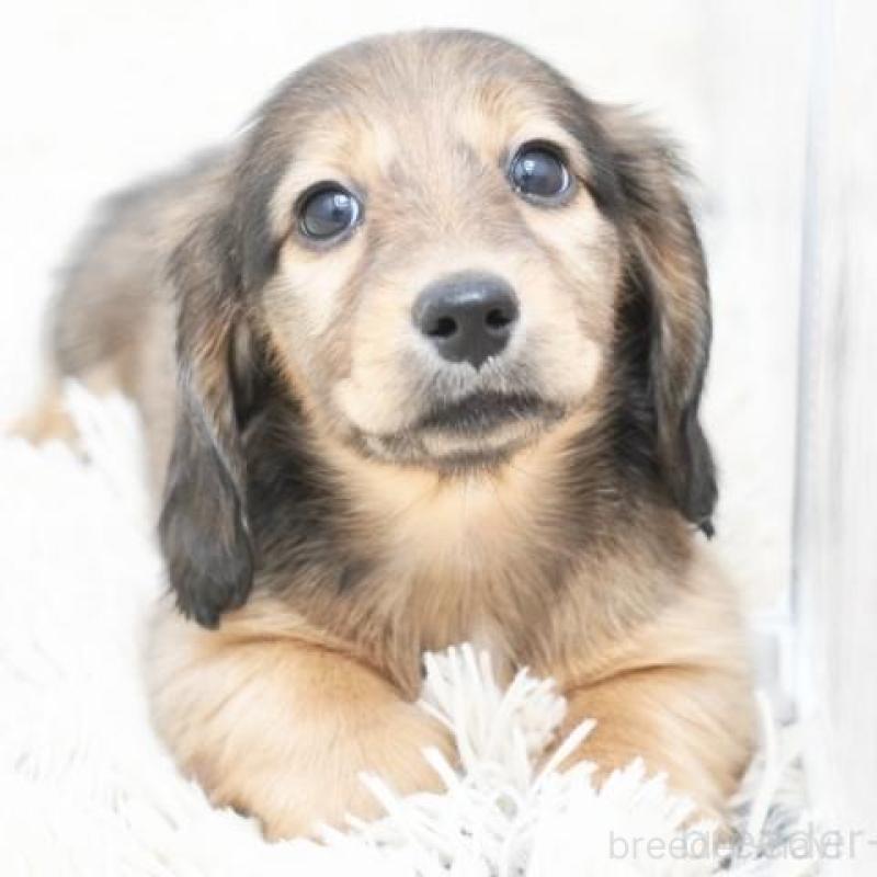 販売中の兵庫県のミニチュアダックスフンド(ロングヘアード)-420269