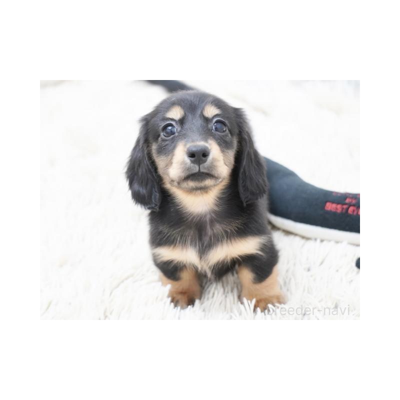 販売中の兵庫県のミニチュアダックスフンド(ロングヘアード)-420271の3枚目