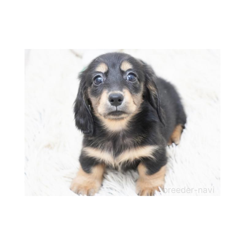 販売中の兵庫県のミニチュアダックスフンド(ロングヘアード)-420271の2枚目