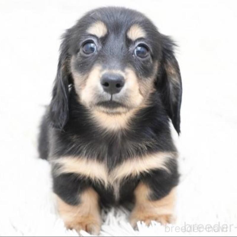 販売中の兵庫県のミニチュアダックスフンド(ロングヘアード)-420271