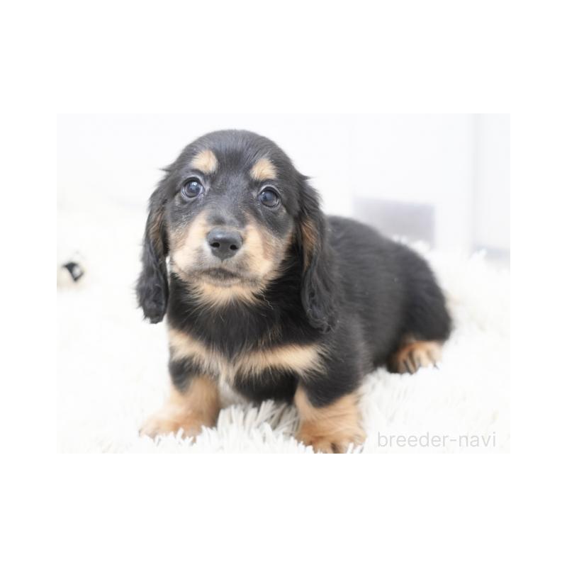 成約済の兵庫県のミニチュアダックスフンド(ロングヘアード)-420273の3枚目