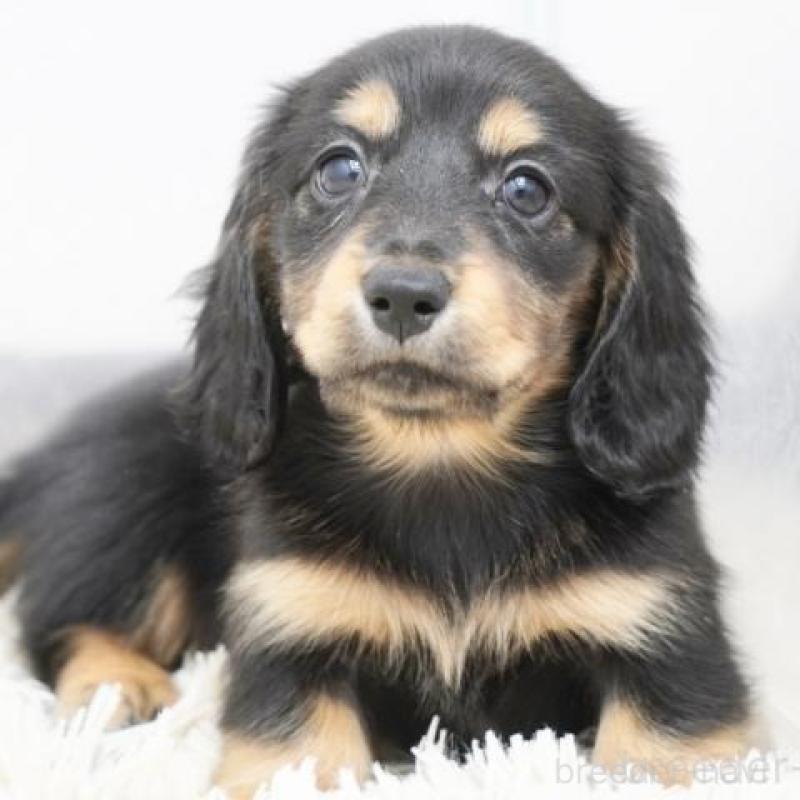 販売中の兵庫県のミニチュアダックスフンド(ロングヘアード)-420273