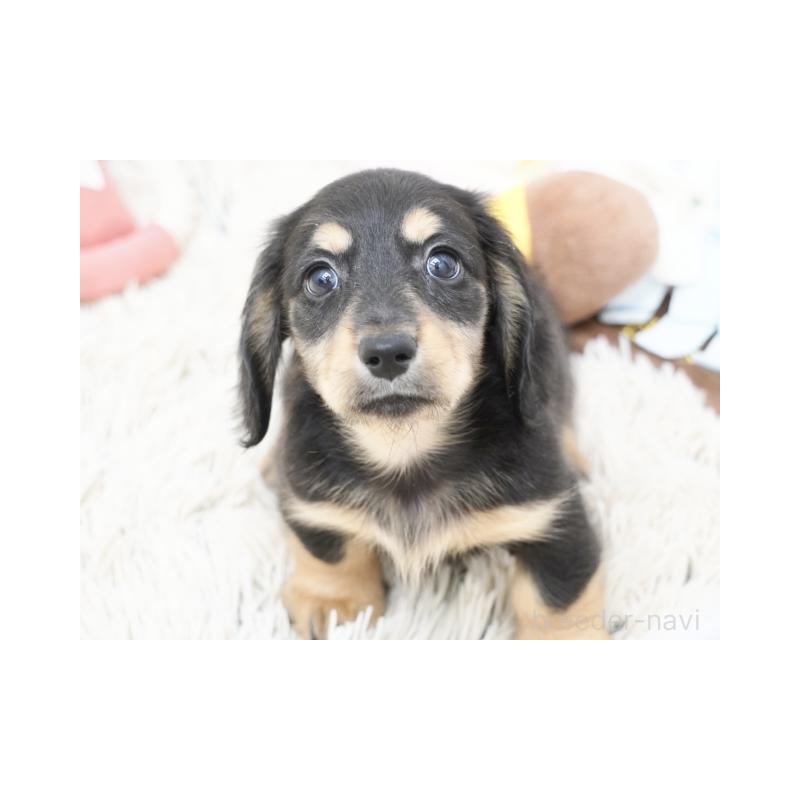 販売中の兵庫県のミニチュアダックスフンド(ロングヘアード)-420277の2枚目