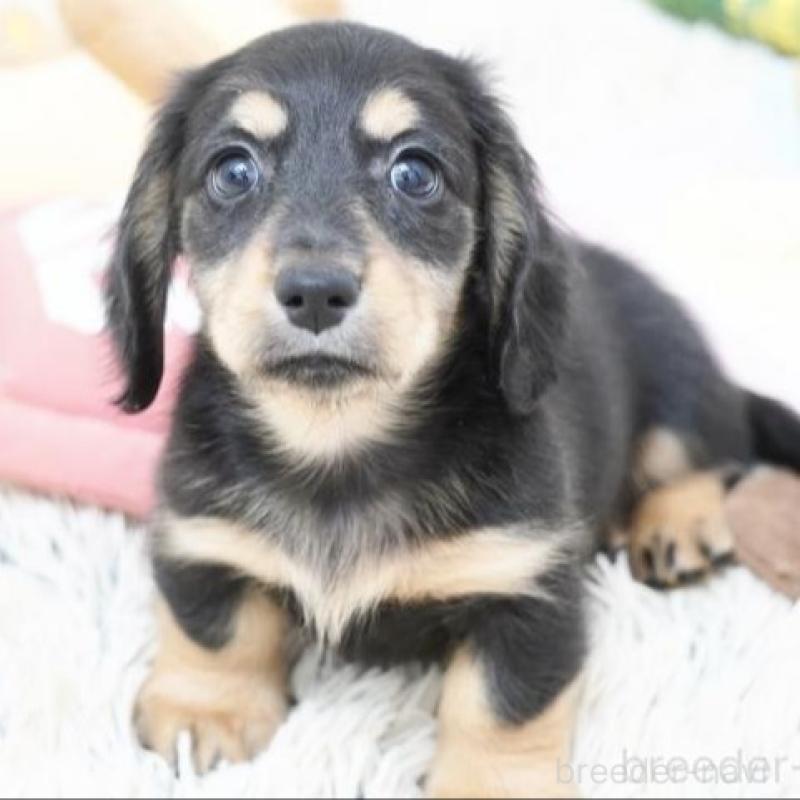 販売中の兵庫県のミニチュアダックスフンド(ロングヘアード)-420277