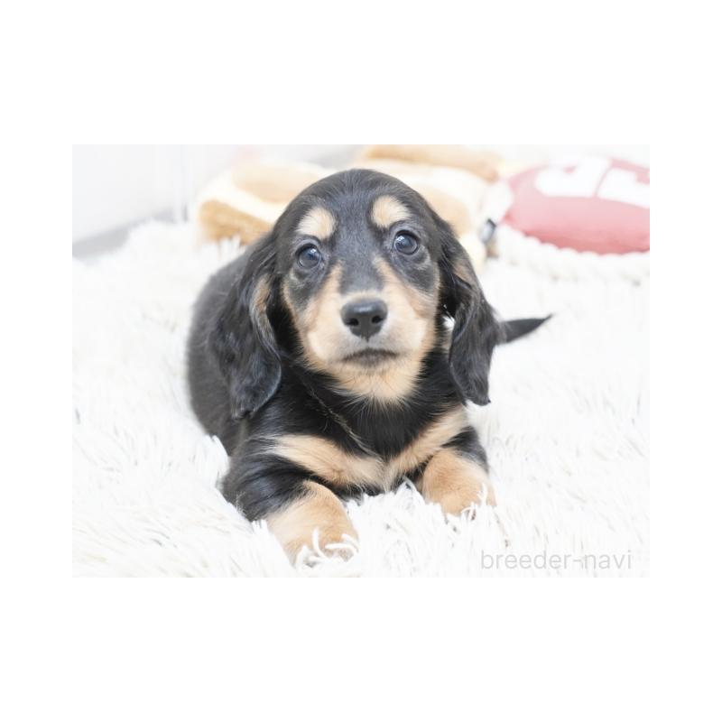 成約済の兵庫県のミニチュアダックスフンド(ロングヘアード)-420278の3枚目
