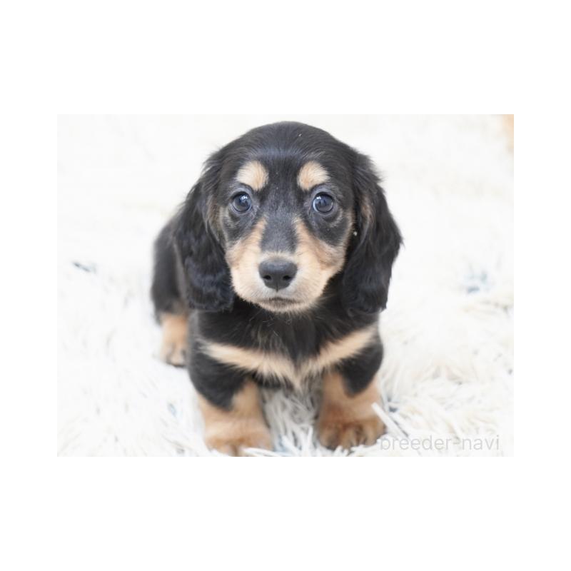 成約済の兵庫県のミニチュアダックスフンド(ロングヘアード)-420278の2枚目