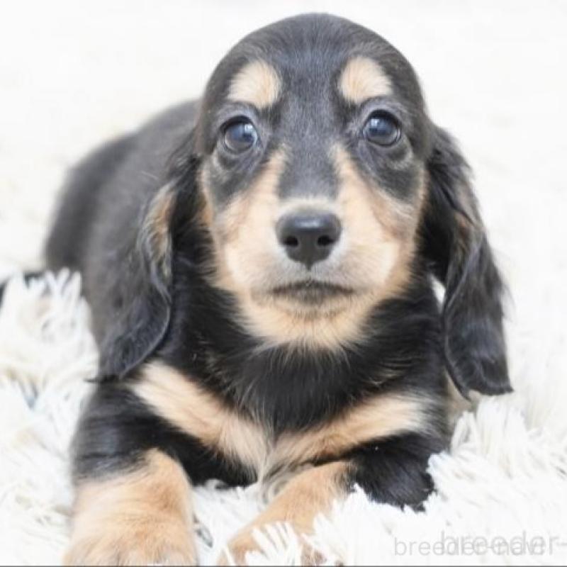 販売中の兵庫県のミニチュアダックスフンド(ロングヘアード)-420278