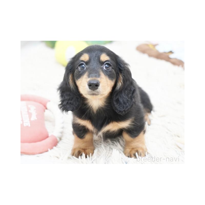 販売中の兵庫県のミニチュアダックスフンド(ロングヘアード)-415997の3枚目