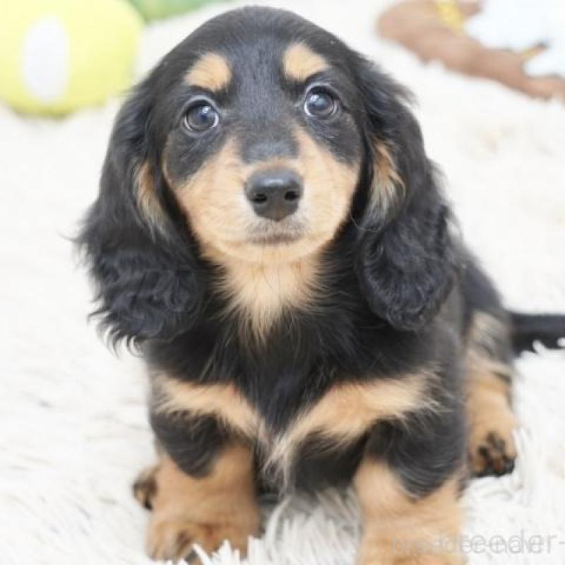 販売中の兵庫県のミニチュアダックスフンド(ロングヘアード)-415997