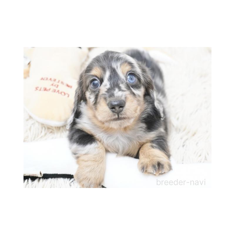 成約済の兵庫県のミニチュアダックスフンド(ロングヘアード)-416003の3枚目