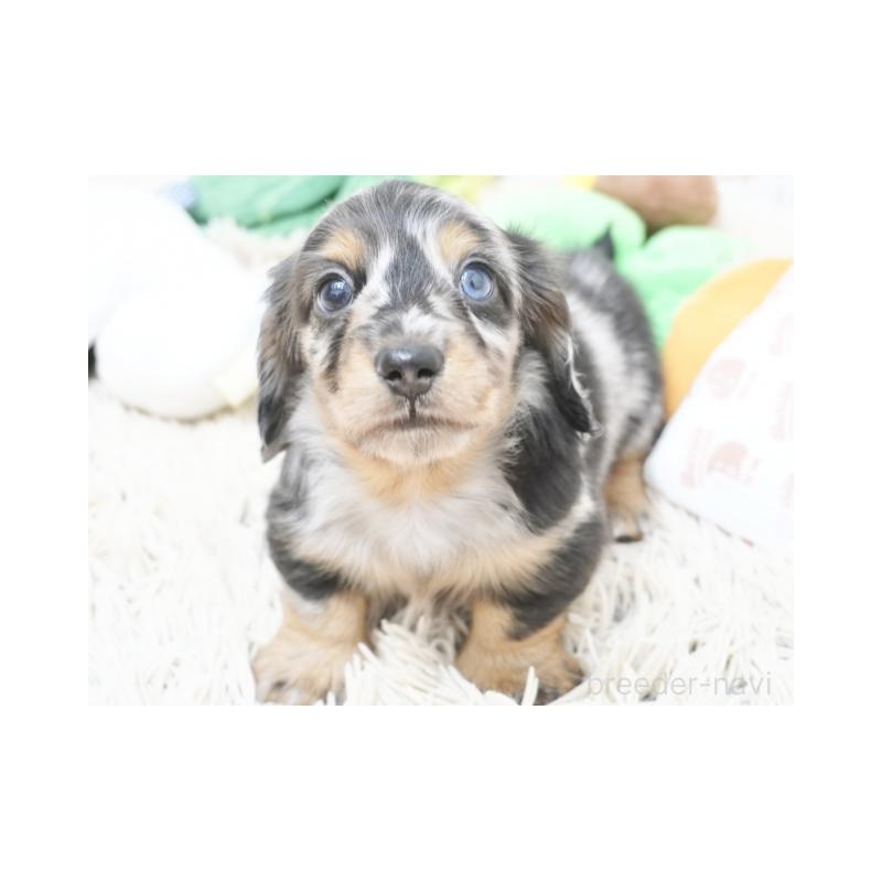 成約済の兵庫県のミニチュアダックスフンド(ロングヘアード)-416003の2枚目