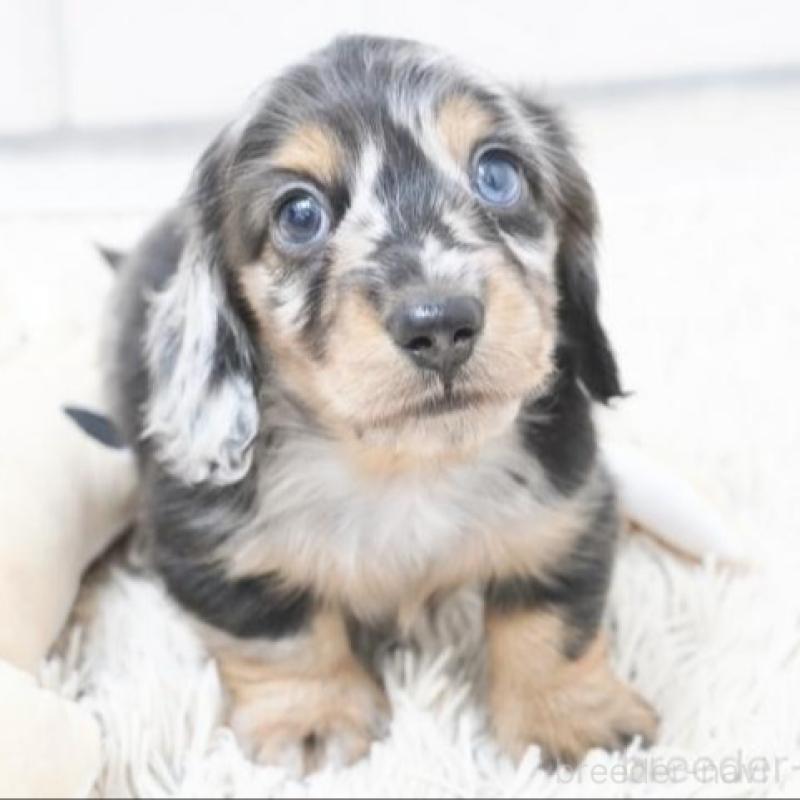 販売中の兵庫県のミニチュアダックスフンド(ロングヘアード)-416003