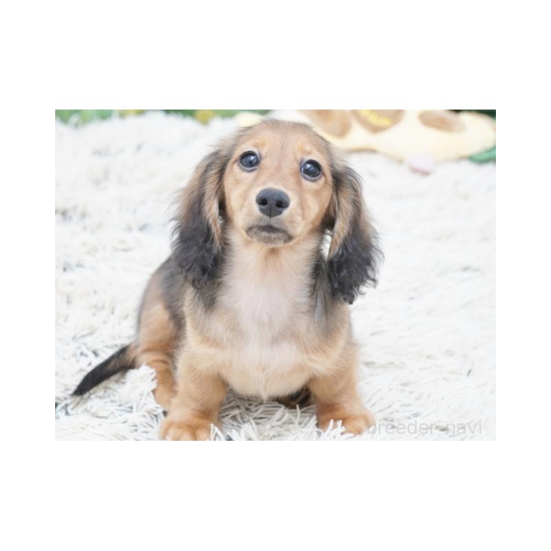 販売中の兵庫県のミニチュアダックスフンド(ロングヘアード)-400901の3枚目