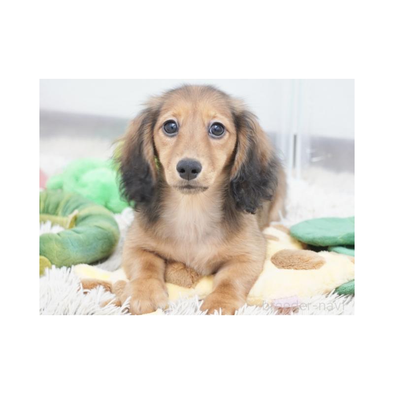 販売中の兵庫県のミニチュアダックスフンド(ロングヘアード)-400901の2枚目