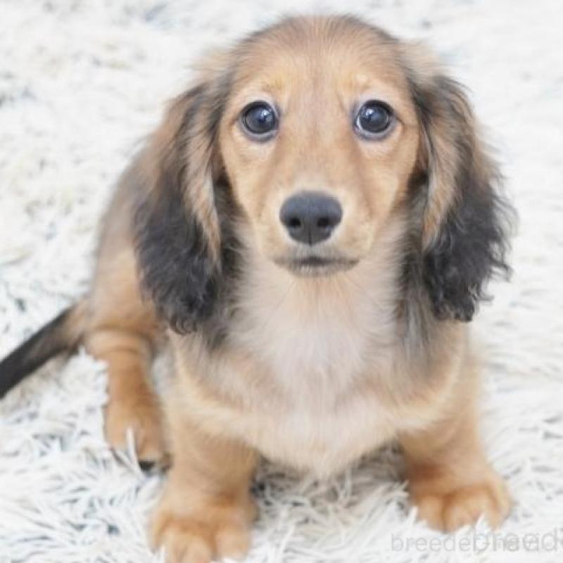 販売中の兵庫県のミニチュアダックスフンド(ロングヘアード)-400901の1枚目