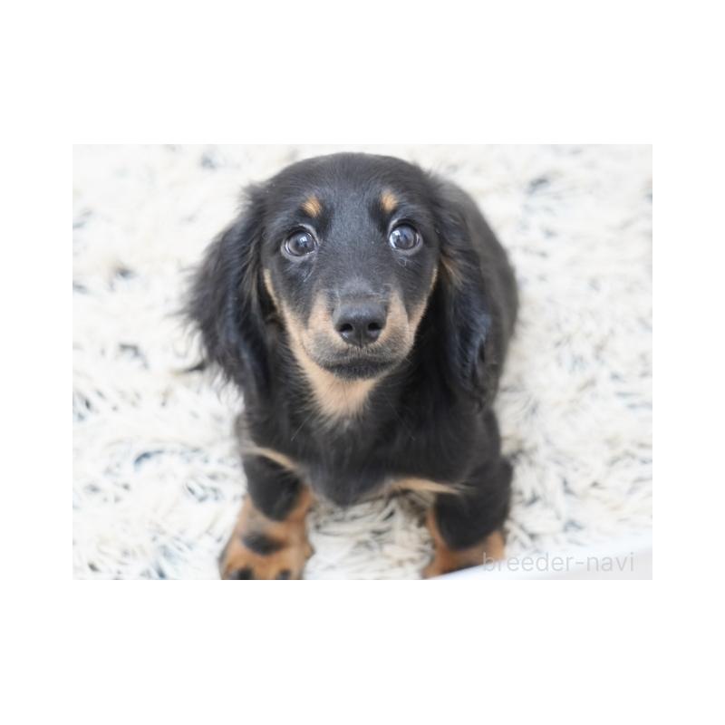 販売中の兵庫県のミニチュアダックスフンド(ロングヘアード)-400876の2枚目