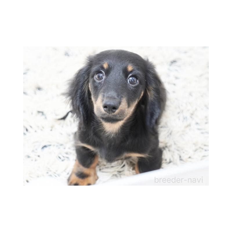 販売中の兵庫県のミニチュアダックスフンド(ロングヘアード)-400876の3枚目