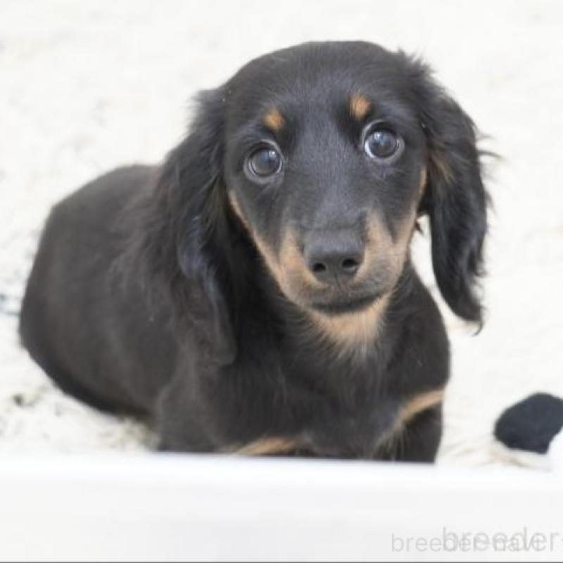 販売中の兵庫県のミニチュアダックスフンド(ロングヘアード)-400876の1枚目